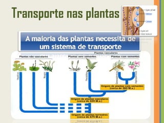 Transporte nas plantas
 