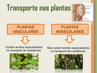 Transporte nas plantas

       PLANTAS                          PLANTAS
     VASCULARES                       AVASCULARES



Contém tecidos especializados   Não contém tecidos especializados
no transporte de substâncias.     no transporte de substâncias.
 