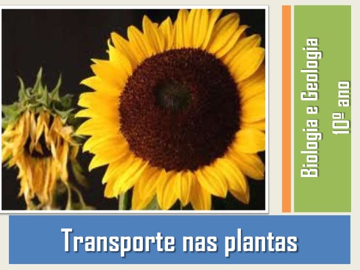 Transporte nas plantas                         Biologia e Geologia                               10º ano 