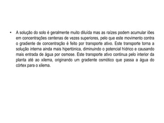 • A solução do solo é geralmente muito diluída mas as raízes podem acumular iões
em concentrações centenas de vezes superiores, pelo que este movimento contra
o gradiente de concentração é feito por transporte ativo. Este transporte torna a
solução interna ainda mais hipertónica, diminuindo o potencial hídrico e causando
mais entrada de água por osmose. Este transporte ativo continua pelo interior da
planta até ao xilema, originando um gradiente osmótico que passa a água do
córtex para o xilema.
 