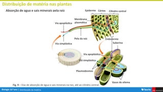 Distribuição e Transporte de Matéria nas Plantas: Xilema e Floema | PDF