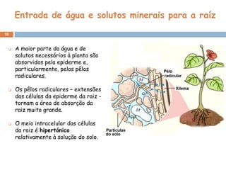 Entrada de água e solutos minerais para a raíz
10


    A maior parte da água e de
     solutos necessários à planta são
     absorvidos pela epiderme e,
     particularmente, pelos pêlos
     radiculares.

    Os pêlos radiculares – extensões
     das células da epiderme da raiz -
     tornam a área de absorção da
     raiz muito grande.

    O meio intracelular das células
     da raiz é hipertónico
     relativamente à solução do solo.
 