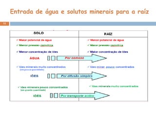 Entrada de água e solutos minerais para a raíz
11
 