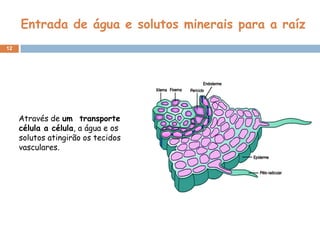 Entrada de água e solutos minerais para a raíz
12




     Através de um transporte
     célula a célula, a água e os
     solutos atingirão os tecidos
     vasculares.
 