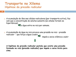 Transporte no Xilema
     Hipótese da pressão radicular
14




        A acumulação de iões nas células radiculares (por transporte activo), faz
         com que a concentração de solutos aumente (as células tornam-se
         hipertónicas)
                         a água entra na raiz por osmose.


        A acumulação de água na raiz provoca uma pressão na raiz – pressão
         radicular - que força a água a subir
                                                impele a seiva xilémica a subir



         A hipótese da pressão radicular postula que existe uma pressão
         formada na raiz (pressão radicular) que impele a seiva bruta para
         cima.
 