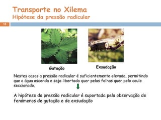 Transporte no Xilema
     Hipótese da pressão radicular
15




                       Gutação                 Exsudação

     Nestes casos a pressão radicular é suficientemente elevada, permitindo
     que a água ascenda e seja libertada quer pelas folhas quer pelo caule
     seccionado.

     A hipótese da pressão radicular é suportada pela observação de
     fenómenos de gutação e de exsudação
 
