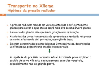 Transporte no Xilema
     Hipótese da pressão radicular
17




        A pressão radicular medida em várias plantas não é suficientemente
         grande para elevar a água até ao ponto mais alto de uma árvore grande;
        A maioria das plantas não apresenta gutação nem exsudação;
        As plantas das zonas temperadas não apresentam exsudação nos planos
         de corte, efectuando até, por vezes, absorção de água;
        Existem determinadas plantas (algumas Gimnospérmicas, denominadas
         Coníferas) que possuem uma pressão radicular nula.



         A hipótese da pressão radicular não é suficiente para explicar a
         subida da seiva xilémica em numerosas espécies vegetais,
         especialmente nas de grande porte.
 