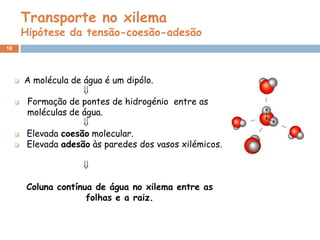 Transporte no xilema
         Hipótese da tensão-coesão-adesão
18




        A molécula de água é um dipólo.
                       
        Formação de pontes de hidrogénio entre as
         moléculas de água.
                       
        Elevada coesão molecular.
        Elevada adesão às paredes dos vasos xilémicos.

                      

          Coluna contínua de água no xilema entre as
                        folhas e a raiz.
 