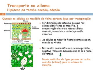 Transporte no xilema
     Hipótese da tensão-coesão-adesão
19


Quando as células do mesófilo da folha perdem água por transpiração:
                               Por diminuição do potencial de água nas
                                células clorofilinas do mesófilo, a
                                concentração do soluto nessas células
                                aumenta, aumentando assim a pressão
                                osmótica.

                               As células do mesófilo ficam hipertónicas em
                                relação ao xilema.

                               Nas células do mesófilo cria-se uma pressão
                                negativa (força de sucção) a que se dá o nome
                                de tensão.

                                Novas moléculas de água passam do tecido
                                vascular (xilema) para as células do
                                mesófilo.
 