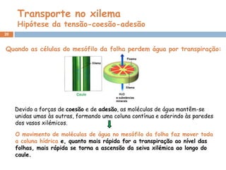 Transporte no xilema
     Hipótese da tensão-coesão-adesão
20



Quando as células do mesófilo da folha perdem água por transpiração:




     Devido a forças de coesão e de adesão, as moléculas de água mantêm-se
     unidas umas às outras, formando uma coluna contínua e aderindo às paredes
     dos vasos xilémicos.

     O movimento de moléculas de água no mesófilo da folha faz mover toda
     a coluna hídrica e, quanto mais rápida for a transpiração ao nível das
     folhas, mais rápida se torna a ascensão da seiva xilémica ao longo do
     caule.
 