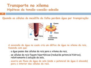 Transporte no xilema
     Hipótese da tensão-coesão-adesão
21


Quando as células do mesófilo da folha perdem água por transpiração:




     A ascensão de água no caule cria um défice de água no xilema da raiz,
     fazendo com que:
      o   a água passe das células da raiz para o xilema da raiz,
      o   as células da raiz fiquem hipertónicas (reduzido potencial hídrico),
          relativamente à solução do solo,
      o   ocorra um fluxo de água do solo (onde o potencial de água é elevado)
          para o interior das células da raiz.
 