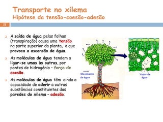 Transporte no xilema
      Hipótese da tensão-coesão-adesão
22



    A saída de água pelas folhas
     (transpiração) causa uma tensão
     na parte superior da planta, o que
     provoca a ascensão de água.
    As moléculas de água tendem a
     ligar-se umas às outras, por
     pontes de hidrogénio – força de
     coesão.
    As moléculas de água têm ainda a
     capacidade de aderir a outras
     substâncias constituintes das
     paredes do xilema – adesão.
 