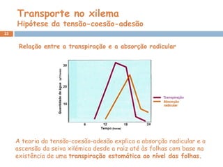 Transporte no xilema
     Hipótese da tensão-coesão-adesão
23


      Relação entre a transpiração e a absorção radicular




     A teoria da tensão-coesão-adesão explica a absorção radicular e a
     ascensão da seiva xilémica desde a raiz até às folhas com base na
     existência de uma transpiração estomática ao nível das folhas.
 