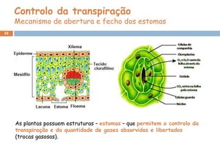 Controlo da transpiração
     Mecanismo de abertura e fecho dos estomas
24




     As plantas possuem estruturas – estomas – que permitem o controlo da
     transpiração e da quantidade de gases absorvidos e libertados
     (trocas gasosas).
 