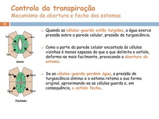 Controlo da transpiração
     Mecanismo de abertura e fecho dos estomas
25

                   Quando as células-guarda estão turgidas, a água exerce
                    pressão sobre a parede celular, pressão de turgescência.


                   Como a parte da parede celular encostada às células
                    vizinhas é menos espessa do que a que delimita o ostíolo,
                    deforma-se mais facilmente, provocando a abertura do
                    estoma.


                   Se as células-guarda perdem água, a pressão de
                    turgescência diminui e o estoma retoma a sua forma
                    original, aproximando-se as células guarda e, em
                    consequência, o ostíolo fecha.
 