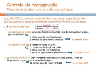 Controlo da transpiração
         Mecanismo de abertura e fecho dos estomas
27

 Luz, pH, CO2 e a concentração de iões regulam a turgescência das
 células-guarda e consequentemente a abertura/fecho dos estomas.
        A enzima fosforilase:

         o   em condições alcalinas catalisa a hidrólise do amido (glícido insolúvel) em glicose
             (glícido solúvel)
                                  a célula-guarda fica hipertónica;
                                  a entrada de água torna-a túrgida            O estoma abre

         o   em condições ácidas a fosforilase fica inactiva
                                 a concentração de glicose baixa
                                 a célula-guarda fica hipotónica
                                 a perda de água torna-a plasmolisada          O estoma fecha

        A entrada de iões K+ (por transporte activo) nas células guarda, torna-as
         hipertónicas o que conduz à entrada de água,
                                as células-guarda ficam túrgidas               O estoma abre
 