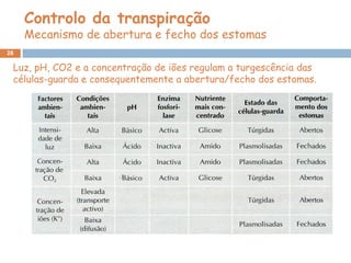 Controlo da transpiração
     Mecanismo de abertura e fecho dos estomas
28

 Luz, pH, CO2 e a concentração de iões regulam a turgescência das
 células-guarda e consequentemente a abertura/fecho dos estomas.
 