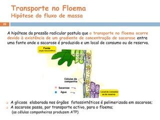 Transporte no Floema
      Hipótese do fluxo de massa
29


     A hipótese da pressão radicular postula que o transporte no floema ocorre
     devido à existência de um gradiente de concentração de sacarose entre
     uma fonte onde a sacarose é produzida e um local de consumo ou de reserva.




     A glicose elaborada nos órgãos fotossintéticos é polimerizada em sacarose;
     A sacarose passa, por transporte activo, para o floema;
       (as células companheiras produzem ATP)
 