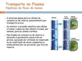 Transporte no Floema
         Hipótese do fluxo de massa
31



        A sacarose passa para as células de
         consumo ou de reserva, possivelmente por
         transporte activo;
        Ao diminuir a pressão osmótica nas células
         crivosas, a água sai das células crivosas, por
         osmose, para as células vizinhas;
        Nos órgãos de consumo ou de reserva a
         sacarose é geralmente convertida em
         glicose, que pode ser utilizada na respiração
         ou na construção de novos compostos ou
         então polimerizar-se em amido, que fica em
         reserva.
 
