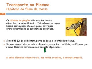 Transporte no Floema
     Hipótese do fluxo de massa
32



     Os afídeos ou pulgões são insectos que se
     alimentam de seiva floémica. Introduzem as peças
     bocais pontiagudas até ao floema, extraindo
     grande quantidade de substâncias orgânicas.




    À medida que se alimentam, parte da seiva é libertada pelo ânus.
    Se, quando o afídeo se está a alimentar, se cortar o estilete, verifica-se que
     a seiva floémica continua a sair durante alguns dias.



     A seiva floémica encontra-se, nos tubos crivosos, a grande pressão.
 