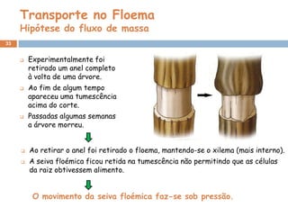 Transporte no Floema
     Hipótese do fluxo de massa
33


        Experimentalmente foi
         retirado um anel completo
         à volta de uma árvore.
        Ao fim de algum tempo
         apareceu uma tumescência
         acima do corte.
        Passadas algumas semanas
         a árvore morreu.


        Ao retirar o anel foi retirado o floema, mantendo-se o xilema (mais interno).
        A seiva floémica ficou retida na tumescência não permitindo que as células
         da raiz obtivessem alimento.


          O movimento da seiva floémica faz-se sob pressão.
 