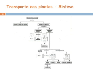 Transporte nas plantas - Síntese
34
 