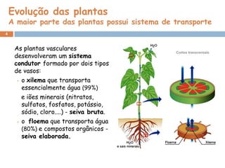 Evolução das plantas
    A maior parte das plantas possui sistema de transporte
4



     As plantas vasculares
     desenvolveram um sistema
     condutor formado por dois tipos
     de vasos:
      • o xilema que transporta

        essencialmente água (99%)
        e iões minerais (nitratos,
        sulfatos, fosfatos, potássio,
        sódio, cloro....) - seiva bruta.
      • o floema que transporta água
        (80%) e compostos orgânicos -
        seiva elaborada.
 
