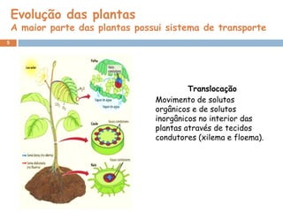 Evolução das plantas
    A maior parte das plantas possui sistema de transporte
5




                                           Translocação
                                  Movimento de solutos
                                  orgânicos e de solutos
                                  inorgânicos no interior das
                                  plantas através de tecidos
                                  condutores (xilema e floema).
 
