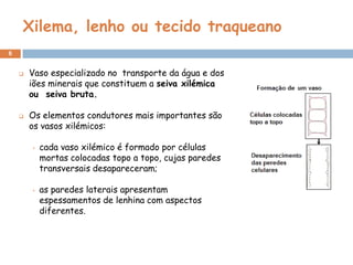 Xilema, lenho ou tecido traqueano
6


       Vaso especializado no transporte da água e dos
        iões minerais que constituem a seiva xilémica
        ou seiva bruta.

       Os elementos condutores mais importantes são
        os vasos xilémicos:

        •   cada vaso xilémico é formado por células
            mortas colocadas topo a topo, cujas paredes
            transversais desapareceram;

        •   as paredes laterais apresentam
            espessamentos de lenhina com aspectos
            diferentes.
 