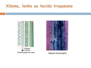 Xilema, lenho ou tecido traqueano
7
 