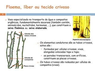 Floema, líber ou tecido crivoso
8


       Vaso especializado no transporte de água e compostos
        orgânicos, fundamentalmente sacarose (também contém,
        aminoácidos, nucleótidos, hormonas, ...), que constituem a
        seiva floémica ou seiva elaborada.




                                      Os elementos condutores são os tubos crivosos,
                                       estes são :
                                       • formados por células crivosas, vivas,
                                         alongadas colocadas topo a topo;
                                       • as paredes transversais, com orifícios,
                                         constituem as placas crivosas.
                                      Os tubos crivosos são rodeados por células de
                                       companhia (vivas).
 