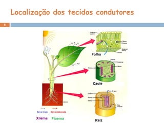 Localização dos tecidos condutores
9
 