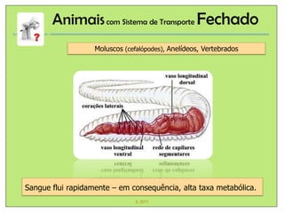 Animais com Sistema de Transporte Fechado
                   Moluscos (cefalópodes), Anelídeos, Vertebrados




Sangue flui rapidamente – em consequência, alta taxa metabólica.
                                IL 2011
 