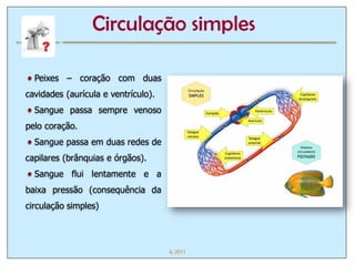 Circulação simples

  Peixes – coração com duas
cavidades (aurícula e ventrículo).
  Sangue passa sempre venoso
pelo coração.
  Sangue passa em duas redes de
capilares (brânquias e órgãos).
  Sangue flui lentamente e a
baixa pressão (consequência da
circulação simples)




                                     IL 2011
 