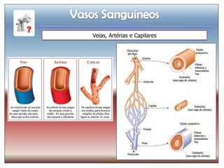 Veias, Artérias e Capilares




      IL 2011
 
