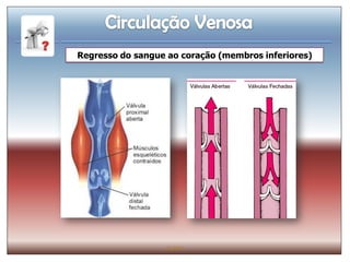 Regresso do sangue ao coração (membros inferiores)




                   IL 2011
 
