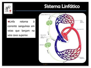 Linfa     retorna    à
corrente sanguínea em
veias que lançam na
veia cava superior.




                          IL 2011
 