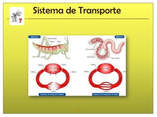 Sistema de Transporte




          IL 2011
 