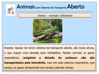 Animais com Sistema de Transporte Aberto
                            Insetos – exemplo: Gafanhotos




Insetos: Apesar de terem sistema de transporte aberto, são muito ativos,
o que requer uma elevada taxa metabólica. Nestes animais os gases
respiratórios   (oxigénio    e   dióxido     de   carbono)   não    são
transportados pela hemolinfa, mas sim pelo sistema respiratório, que
conduz os gases diretamente aos tecidos (difusão direta)
                                   IL 2011
 