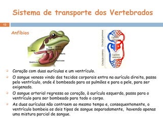 Sistema de transporte dos Vertebrados Coração com duas aurículas e um ventrículo. O sangue venoso vindo dos tecidos corporais entra na aurícula direita, passa pelo ventrículo, onde é bombeado para os pulmões e para a pele, para ser oxigenado. O sangue arterial regressa ao coração, à aurícula esquerda, passa para o ventrículo para ser bombeado para todo o corpo. As duas aurículas não contraem ao mesmo tempo e, consequentemente, o ventrículo bombeia os dois tipos de sangue separadamente,  havendo apenas uma mistura parcial de sangue. Anfíbios 