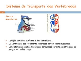 Sistema de transporte dos Vertebrados Coração com duas aurículas e dois ventrículos. Os ventrículos são totalmente separados por um septo musculoso. Um sistema especializado de vasos sanguíneos permite a distribuição do sangue por todo o corpo. Aves e Mamíferos 