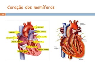 Coração dos mamíferos 