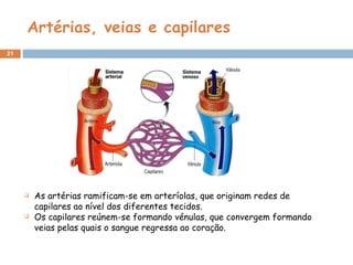 Artérias, veias e capilares As artérias ramificam-se em arteríolas, que originam redes de capilares ao nível dos diferentes tecidos. Os capilares reúnem-se formando vénulas, que convergem formando veias pelas quais o sangue regressa ao coração. 