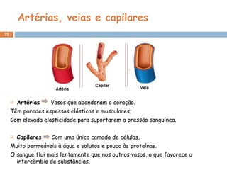 Artérias, veias e capilares Artérias  Vasos que abandonam o coração. Têm paredes espessas elásticas e musculares;  Com elevada elasticidade para suportarem a pressão sanguínea. Capilares   Com uma única camada de células, Muito permeáveis à água e solutos e pouco às proteínas.  O sangue flui mais lentamente que nos outros vasos, o que favorece o intercâmbio de substâncias. 