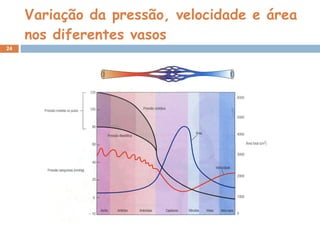 Variação da pressão, velocidade e área nos diferentes vasos 