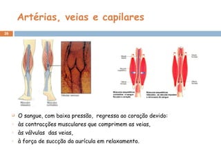Artérias, veias e capilares O sangue, com baixa pressão,  regressa ao coração devido: às contracções musculares que comprimem as veias, às válvulas  das veias,  à força de succção da aurícula em relaxamento. 