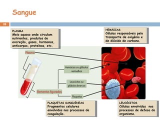 Sangue HEMÁCIAS Células responsáveis pelo transporte de oxigénio e de dióxido de carbono. PLASMA Meio aquoso onde circulam nutrientes, produtos de excreção, gases, hormonas, anticorpos, proteínas, etc. PLAQUETAS SANGUÍNEAS Fragmentos celulares envolvidos nos processos de coagulação. LEUCÓCITOS Células envolvidas  nos processos de defesa do organismo. 
