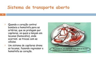 Sistema de transporte aberto Quando o coração contrai bombeia a hemolinfa para as artérias, que se prologam por capilares, os quais a lançam em lacunas (hemocélio), onde ocorrem  as trocas com as células. Um sistema de capilares drena as lacunas, fazendo regressar a hemolinfa ao coração. 
