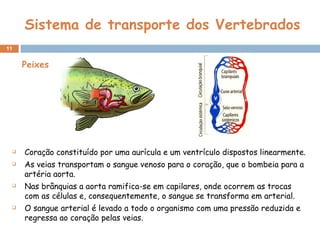 Sistema de transporte dos Vertebrados Coração constituído por uma aurícula e um ventrículo dispostos linearmente. As veias transportam o sangue venoso para o coração, que o bombeia para a artéria aorta. Nas brânquias a aorta ramifica-se em capilares, onde ocorrem as trocas com as células e, consequentemente, o sangue se transforma em arterial. O sangue arterial é levado a todo o organismo com uma pressão reduzida e regressa ao coração pelas veias. Peixes 
