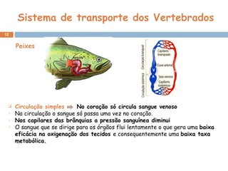 Sistema de transporte dos Vertebrados Circulação simples   No coração só circula sangue venoso Na circulação o sangue só passa uma vez no coração. Nos capilares das brânquias a pressão sanguínea diminui O sangue que se dirige para os órgãos flui lentamente o que gera uma  baixa eficácia na oxigenação dos tecidos  e consequentemente uma  baixa taxa metabólica. Peixes 